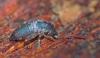 Tomocerus minor